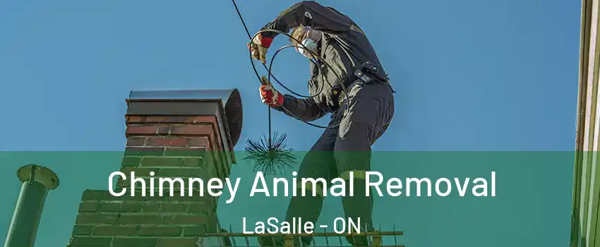 Chimney Animal Removal LaSalle - ON