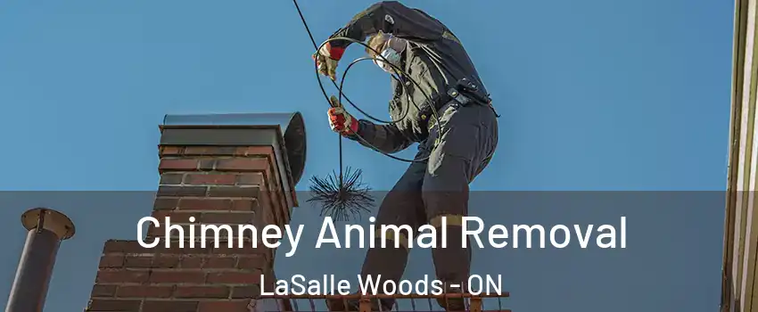 Chimney Animal Removal LaSalle Woods - ON