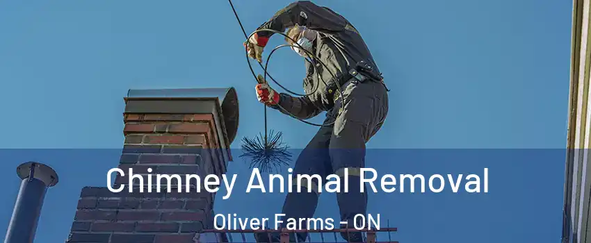 Chimney Animal Removal Oliver Farms - ON
