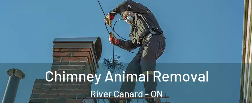 Chimney Animal Removal River Canard - ON