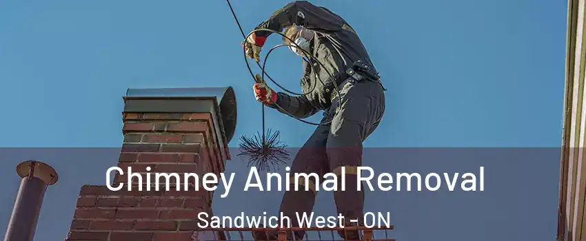 Chimney Animal Removal Sandwich West - ON