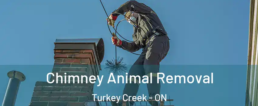 Chimney Animal Removal Turkey Creek - ON