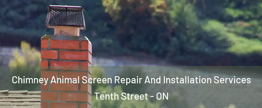  Chimney Animal Screen Repair And Installation Services Tenth Street - ON